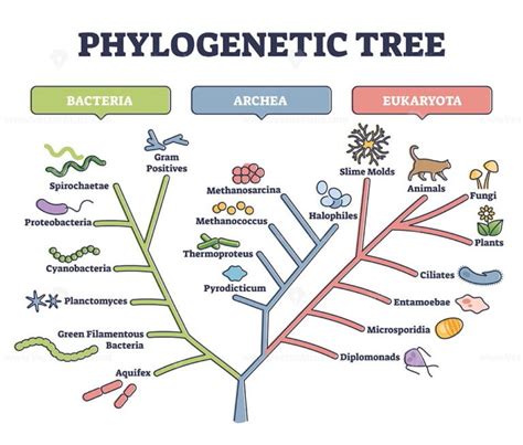 phylogeny – VectorMine