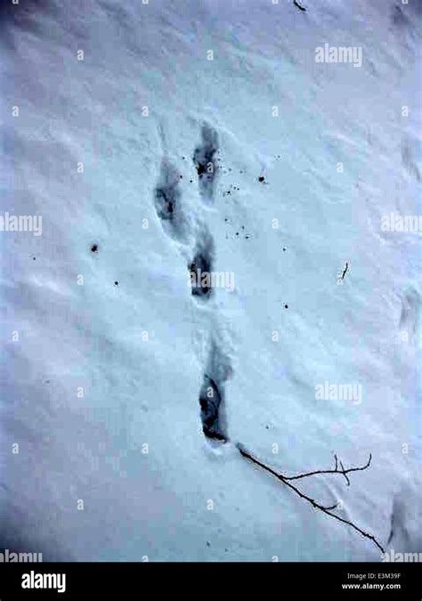 Coyote Tracks in Snow Stock Photo - Alamy