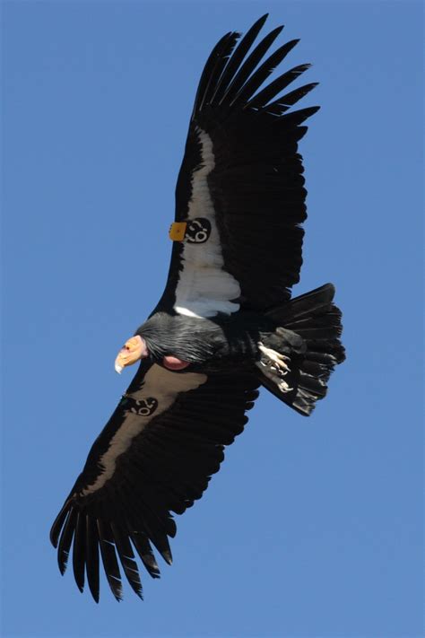 Top 10 Grootste Roofvogels in de Wereld - Dierenfun