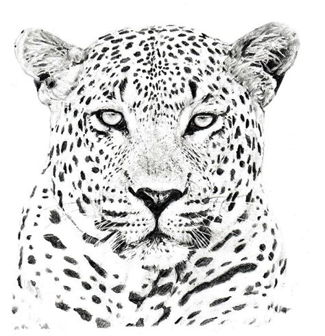 Leopard Head | Leopard tattoos, Leopard drawing, Jaguar tattoo