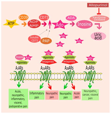 IJMS | Free Full-Text | Targeting Adenosine Receptors: A Potential ...