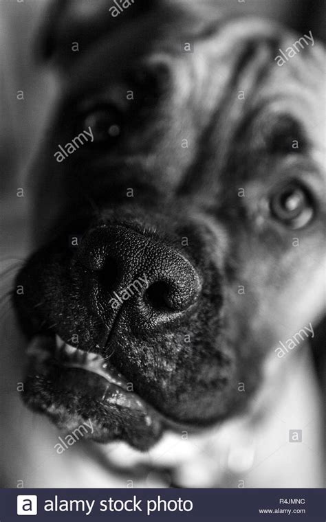 Boxer Dog Teeth Stock Photos & Boxer Dog Teeth Stock Images - Alamy