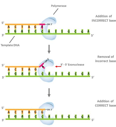 DNA Polymerases: Structure, Function, Types