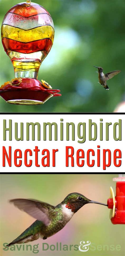 Easy Hummingbird Food Recipe - Saving Dollars & Sense