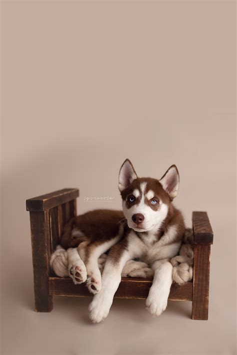 A HUSKY PUPPY NEWBORN PHOTOSHOOT - PAWSH MAGAZINE | A New Breed of Dog ...