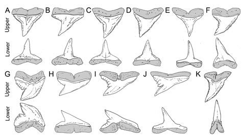 Requiem sharks (Carcharhinidae), tiger sharks (Galeocerdidae ...