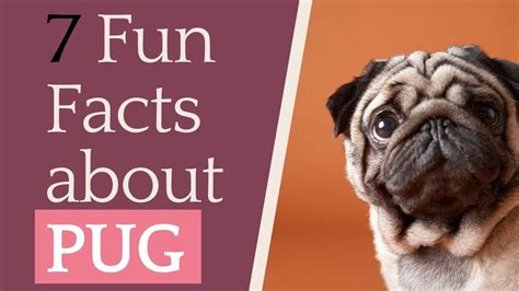 7 Fun Facts about PUG - YouTube