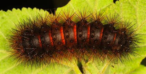 Black Caterpillar Identification Guide: 17 Common Species (With Photos ...