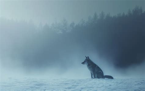 Wallpaper fox, snow, 4k, Animals #16065