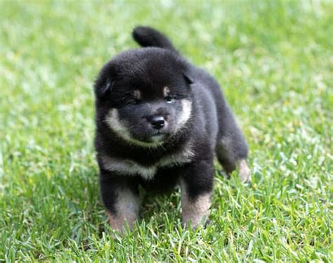 Black Baby Shiba Inu