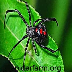 All about the widow spider - spiderfarm.org