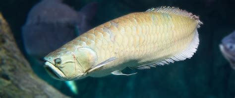 Silver Arowana Fish Care Guide: Fact Sheet, Breeding, Behavior