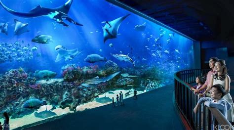 S.E.A. Aquarium, singapore, Singapore - Top Attractions, Things to Do & Activities in S.E.A ...