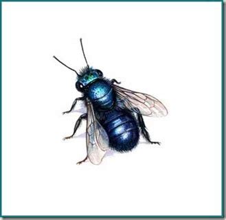 osmia lignaria blue orchard mason bee_thumb[1] | The Garden Hotline