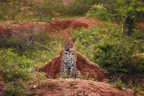 Spotting leopards at Yala National Park: 10 practical tips | Atlas & Boots