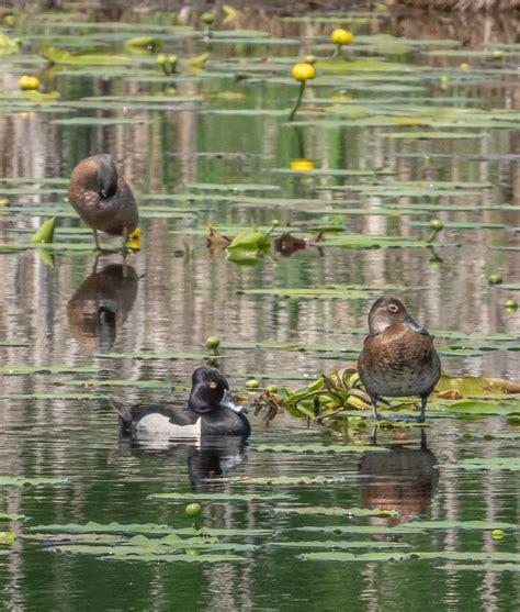 Identification of 9 Diving Duck Species: A Photographic Guide | Miles Hearn