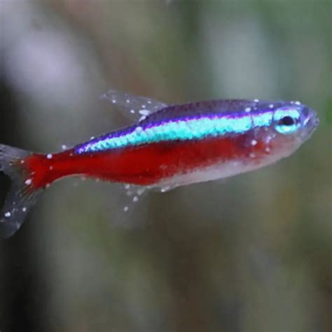 Neon Tetra Ich (White Spot): Causes, Prevention & Treatment – Pet Fish Online