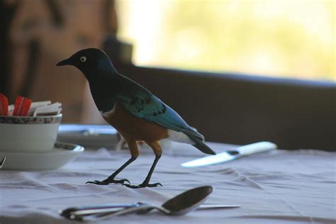 Free stock photo of birds, serengeti