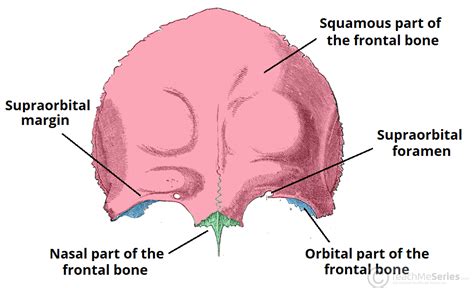 The Frontal Bone - Landmarks - Articulations - TeachMeAnatomy