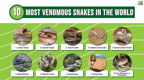 Top 20 Most Venomous Animals