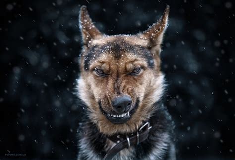 *snarl* | Military dogs, Dogs, Animals