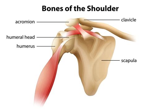 coracoid process - Google Search | Personal injury attorney, Shoulder ...