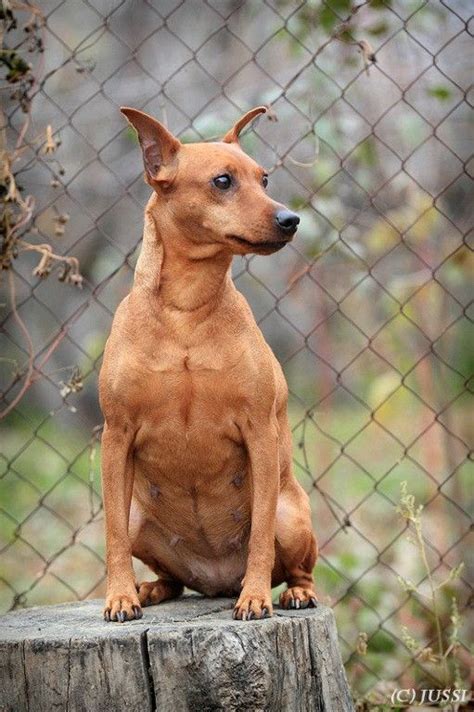 Red miniature pinscher … | Mini pinscher, Miniature pinscher dog, Miniature pinscher