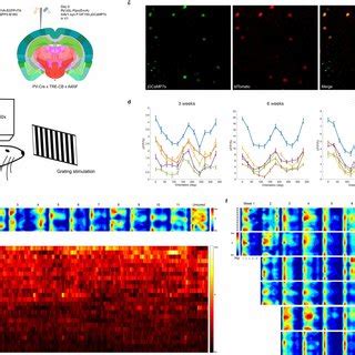 Longitudinal functional two-photon imaging: labeled neurons' visual ...