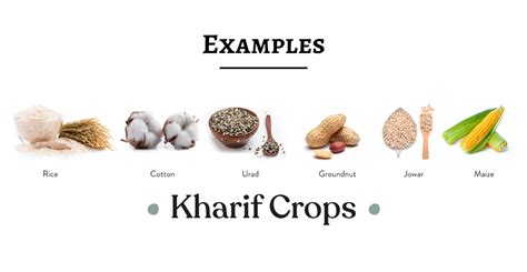 Kharif Crop: Definition, Characteristic Features, And More