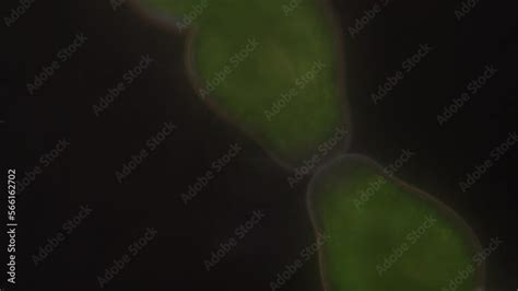 Algae and Protist in waste water under the microscope. Stock ビデオ | Adobe Stock