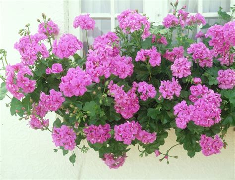 Ivy Leaved Trailing Geranium Plant in a 10cm Pot. Pelargonium Peltatum ...