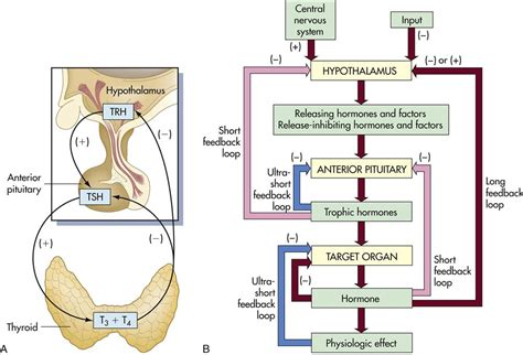 Pituitary Gland Feedback Loop