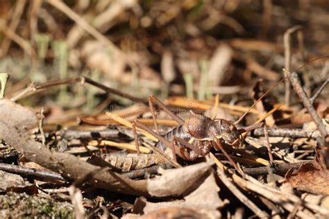 Locust close-up. stock photo. Image of locust, acridas - 232170372