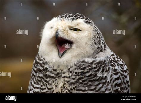 Snowy Owl, Canada Stock Photo - Alamy