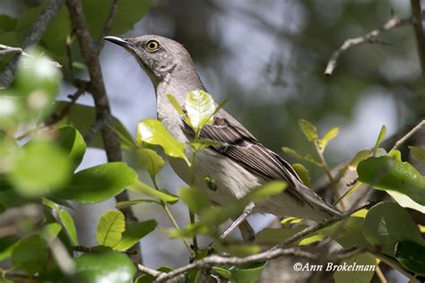 Ann Brokelman Photography: Northern Mockingbird Florida