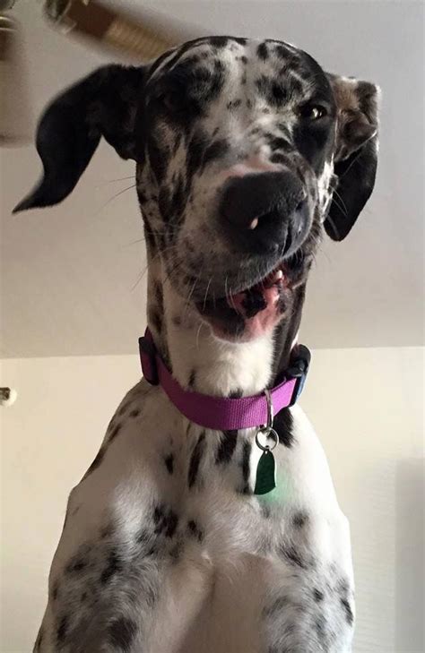 Silly Great Dane Great Dane Funny, Great Dane Rescue, Great Dane Dogs, Funny Dogs, Harlequin ...