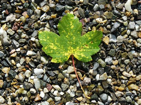 Free Images : tree, nature, rock, flower, soil, botany, garden, flora, season, maple leaf ...