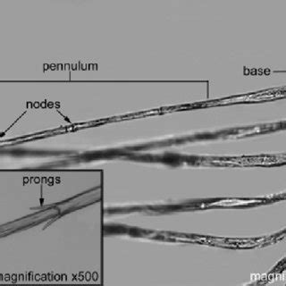 Feather vanes at higher magnification (x100 diameters) illustrating... | Download Scientific Diagram