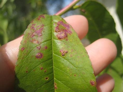 10 Peach Tree Diseases and How to Treat Them - Rhythm of the Home