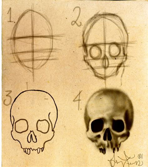 How to draw a skull Stepbystep by DForssten on DeviantArt