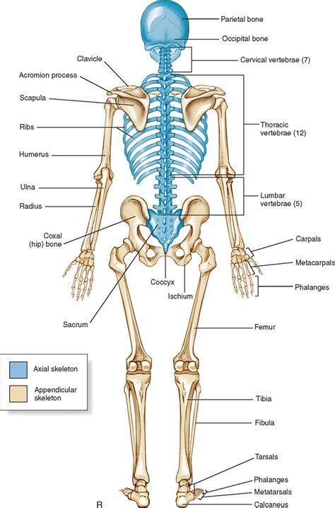 11. Orthopedic Surgery | Basicmedical Key