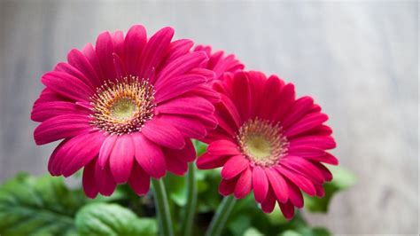 Pink Daisy Wallpaper (56+ pictures)