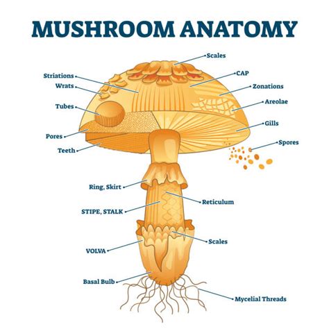 710+ Fungi Diagram Stock Illustrations, Royalty-Free Vector Graphics & Clip Art - iStock