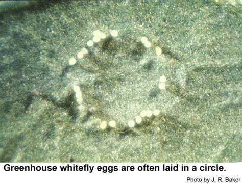 White Fly Eggs