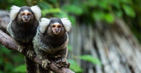 Marmoset - A-Z Animals