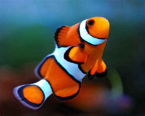 Captive Bred Ocellaris Clownfish - Frag Box Corals