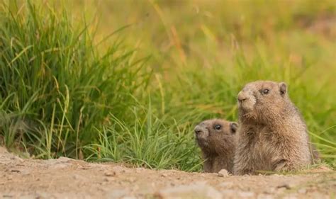 Olympic Marmot - Facts, Diet, Habitat & Pictures on Animalia.bio