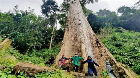 Amazing! Ada Pohon Raksasa Berusia 560 Tahun di Sumatera Barat Jadi ...