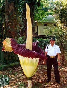 Amorphophallus titanum corpse flower blooms in the Bogor Botanical ...