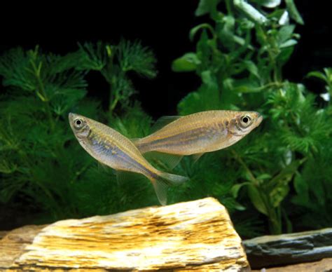 10 Best Convict Fish Cichlid Tank Mates (Compatibility Guide)